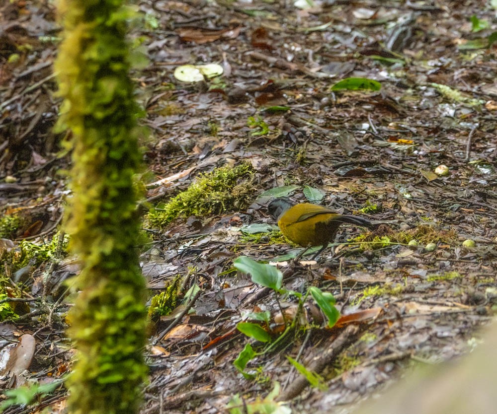 Large-footed Finch - ML621813124