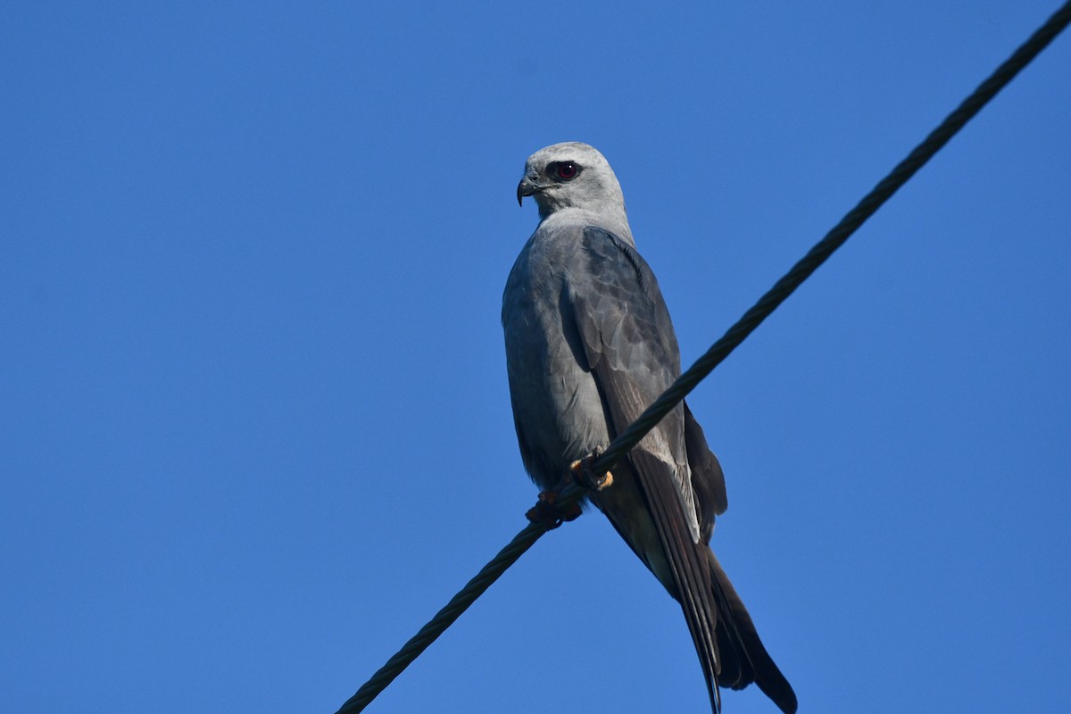 Mississippi Kite - ML621813133