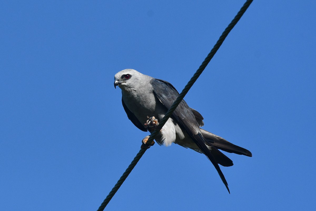 Mississippi Kite - ML621813134