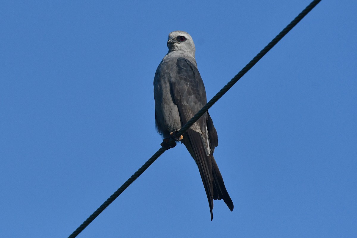 Mississippi Kite - ML621813135