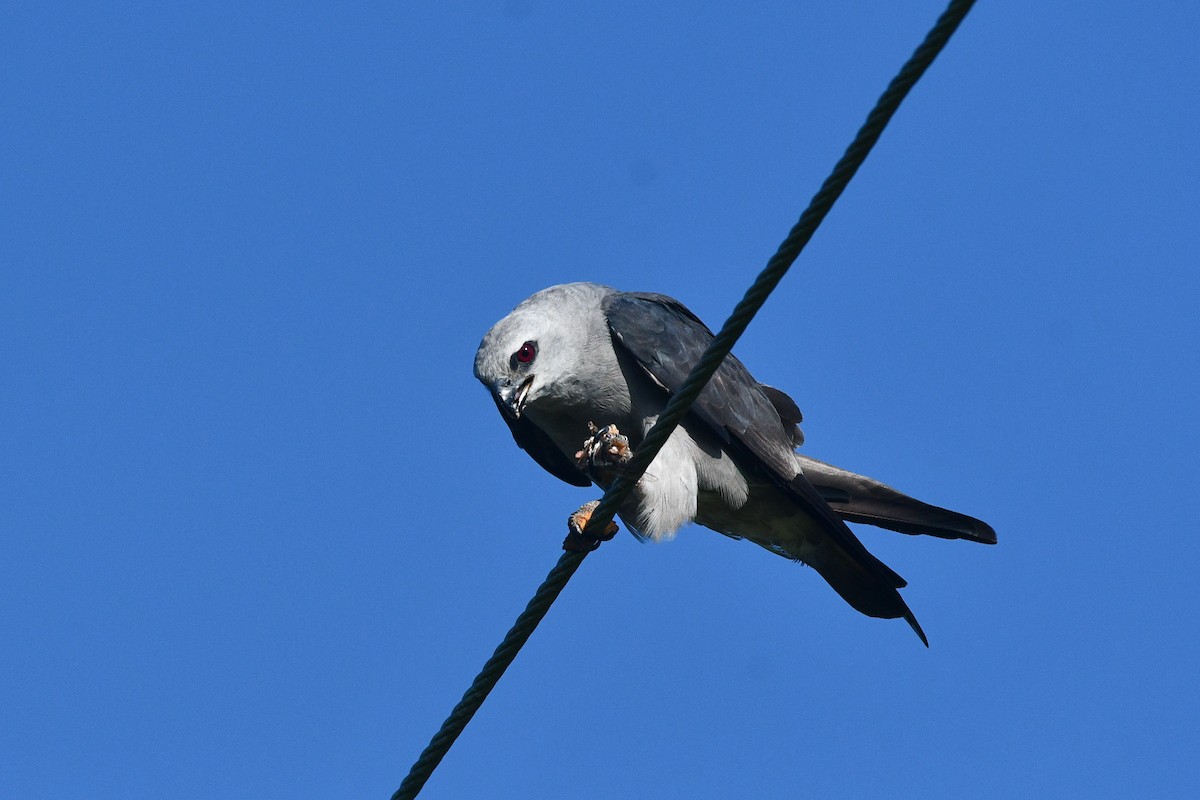 Mississippi Kite - ML621813136