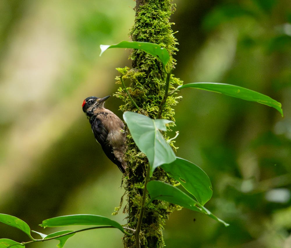 Hairy Woodpecker (Costa Rican) - Carlton Cook