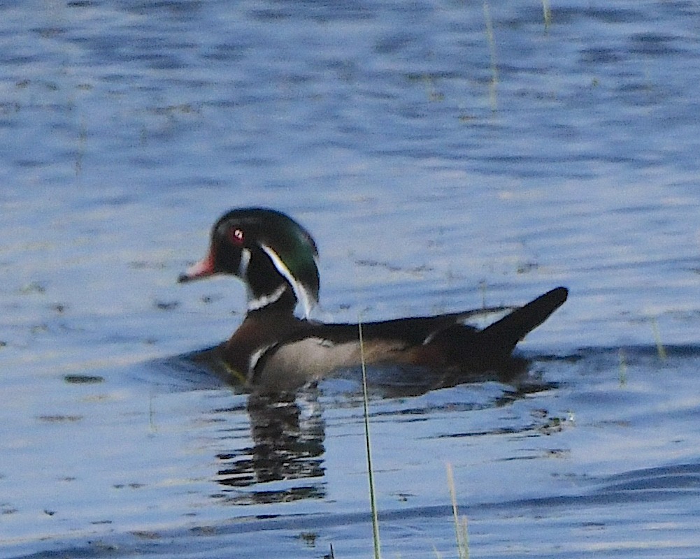 Canard branchu - ML621813156