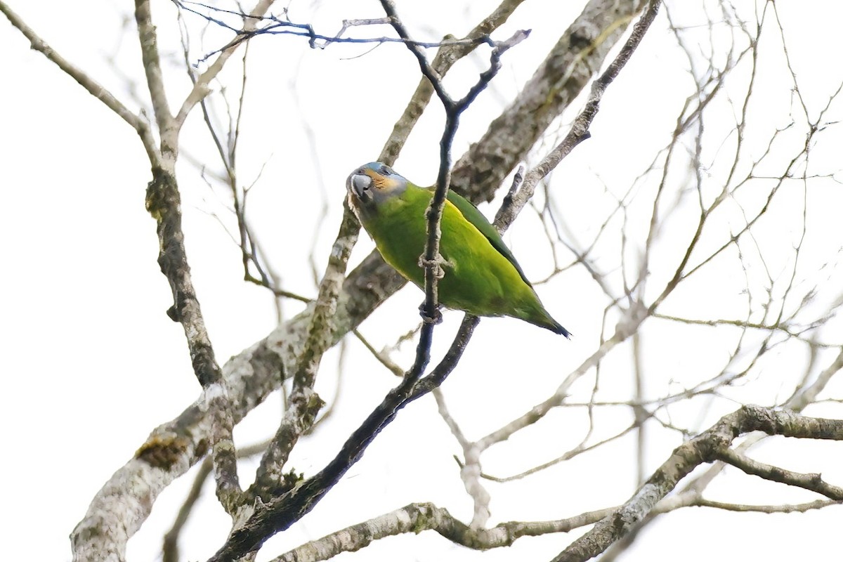 Red-cheeked Parrot - ML621813170