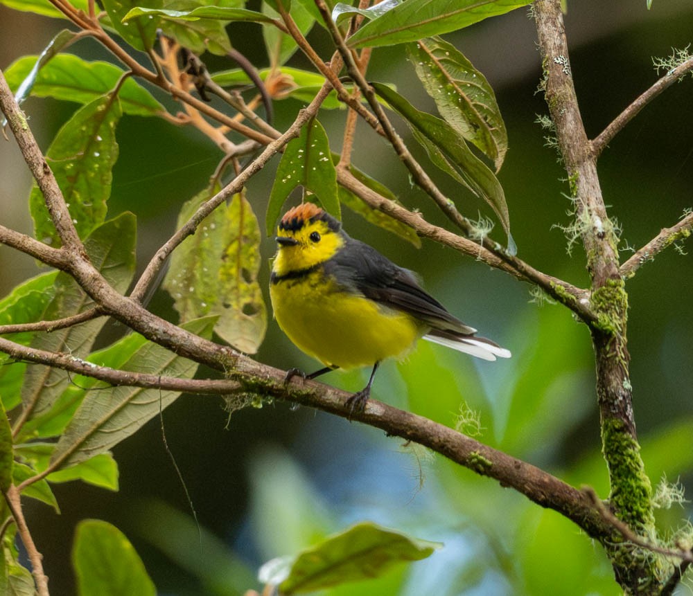 Collared Redstart - ML621813180