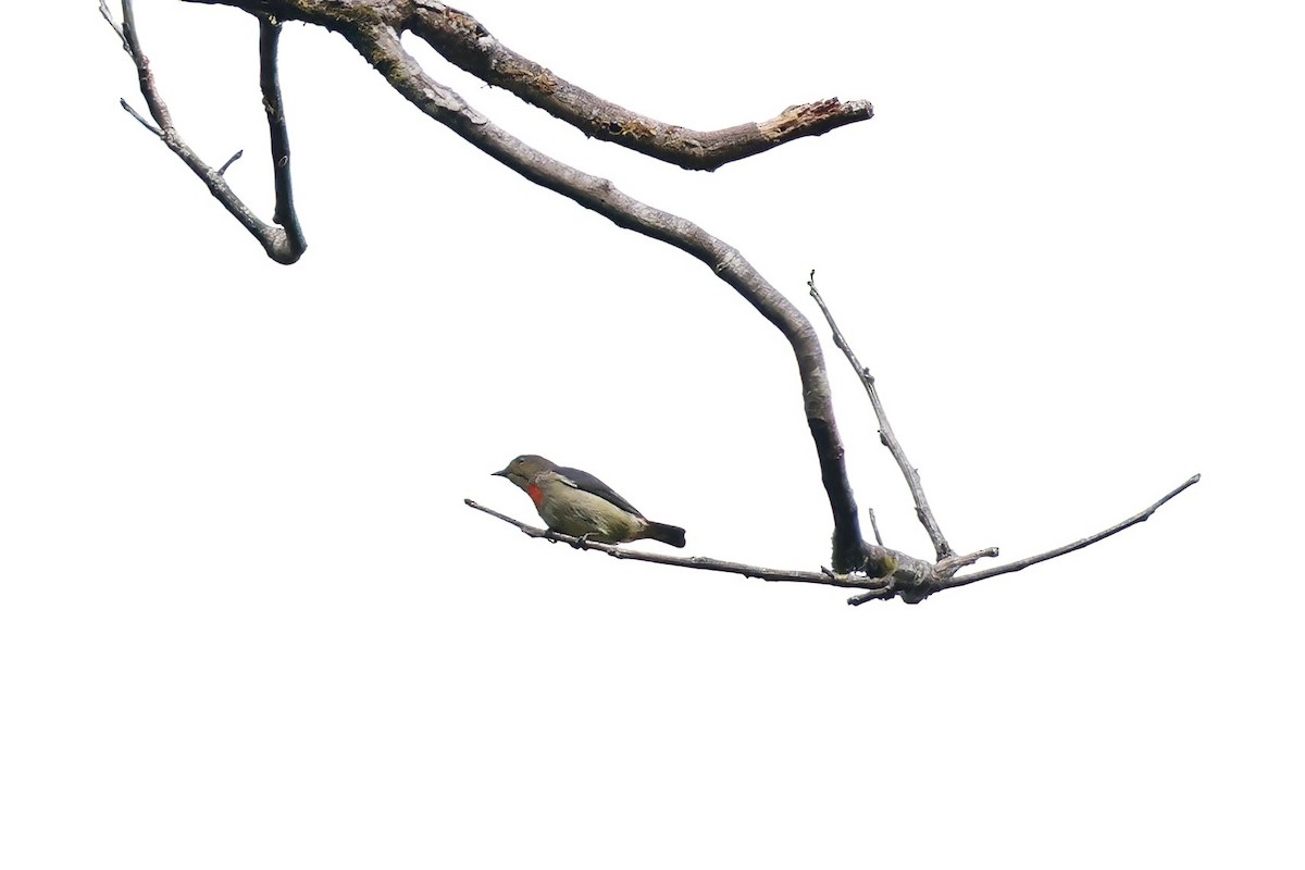 Red-capped Flowerpecker - ML621813195