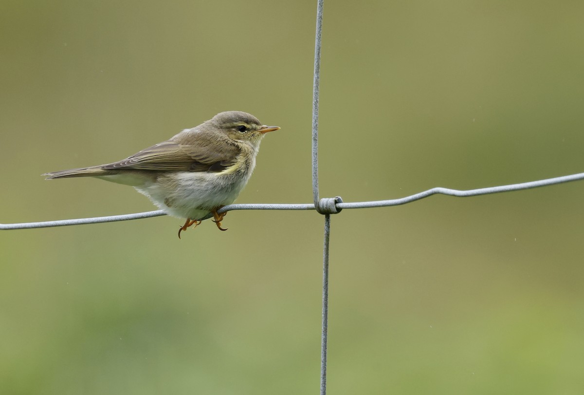 Willow Warbler - ML621813221