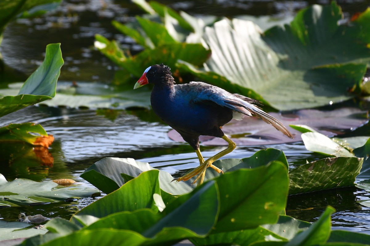 Purple Gallinule - ML621813238