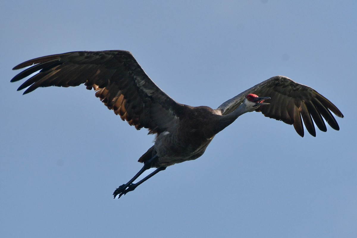 Sandhill Crane (pratensis) - ML621813241