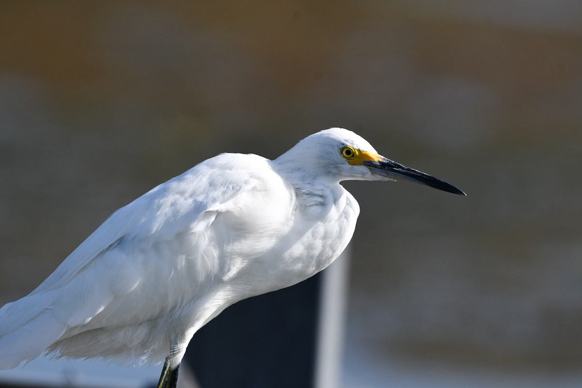 Snowy Egret - ML621813242