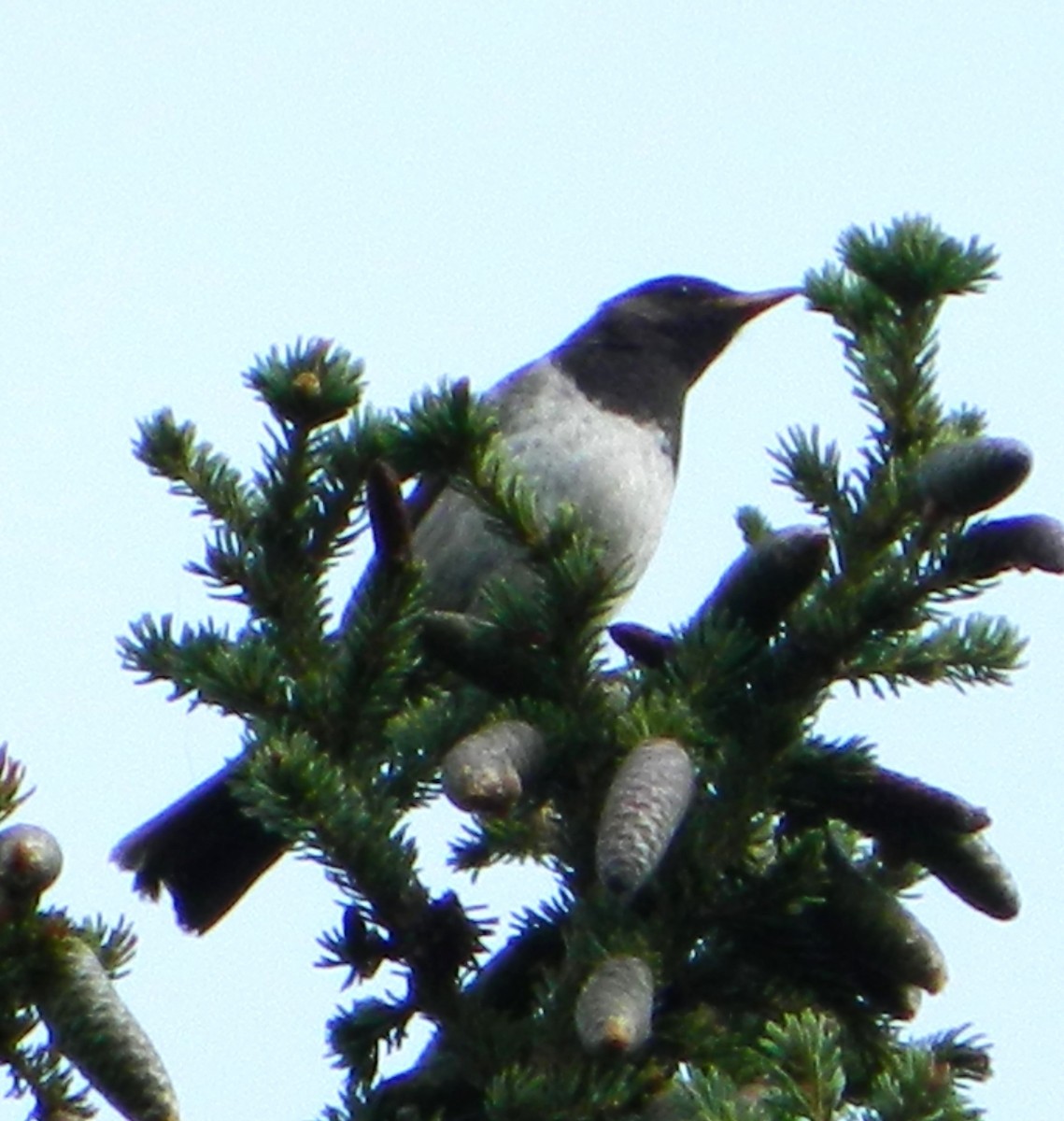 Black-throated Thrush - ML621813243