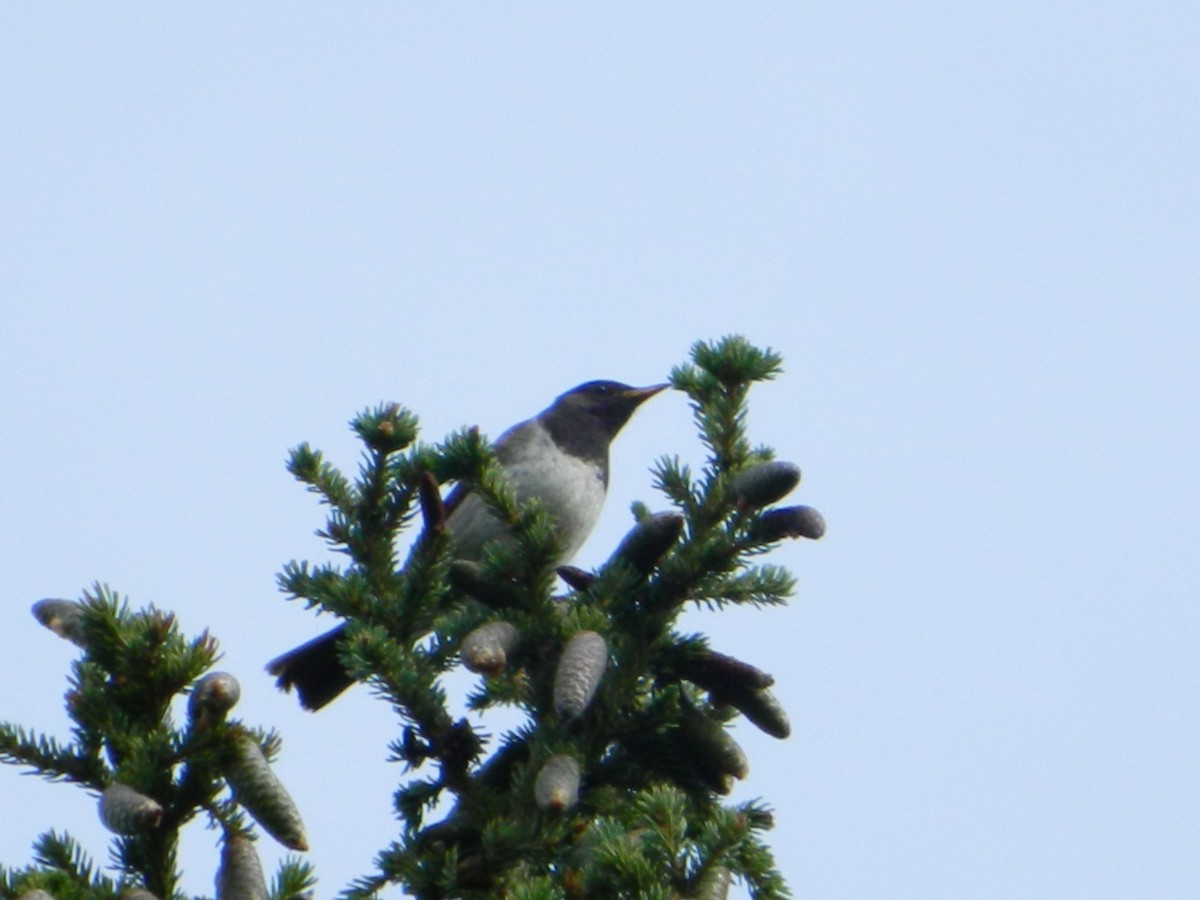 Black-throated Thrush - ML621813244