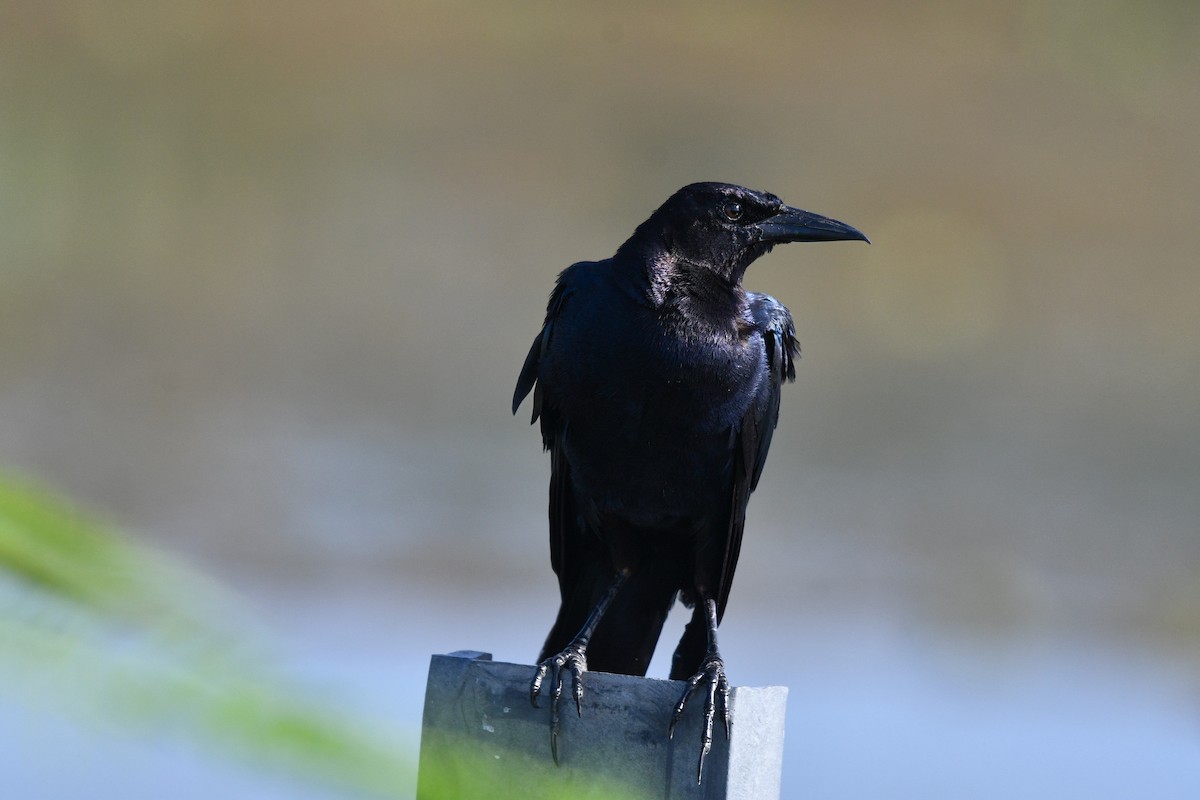 Boat-tailed Grackle (westoni) - ML621813247