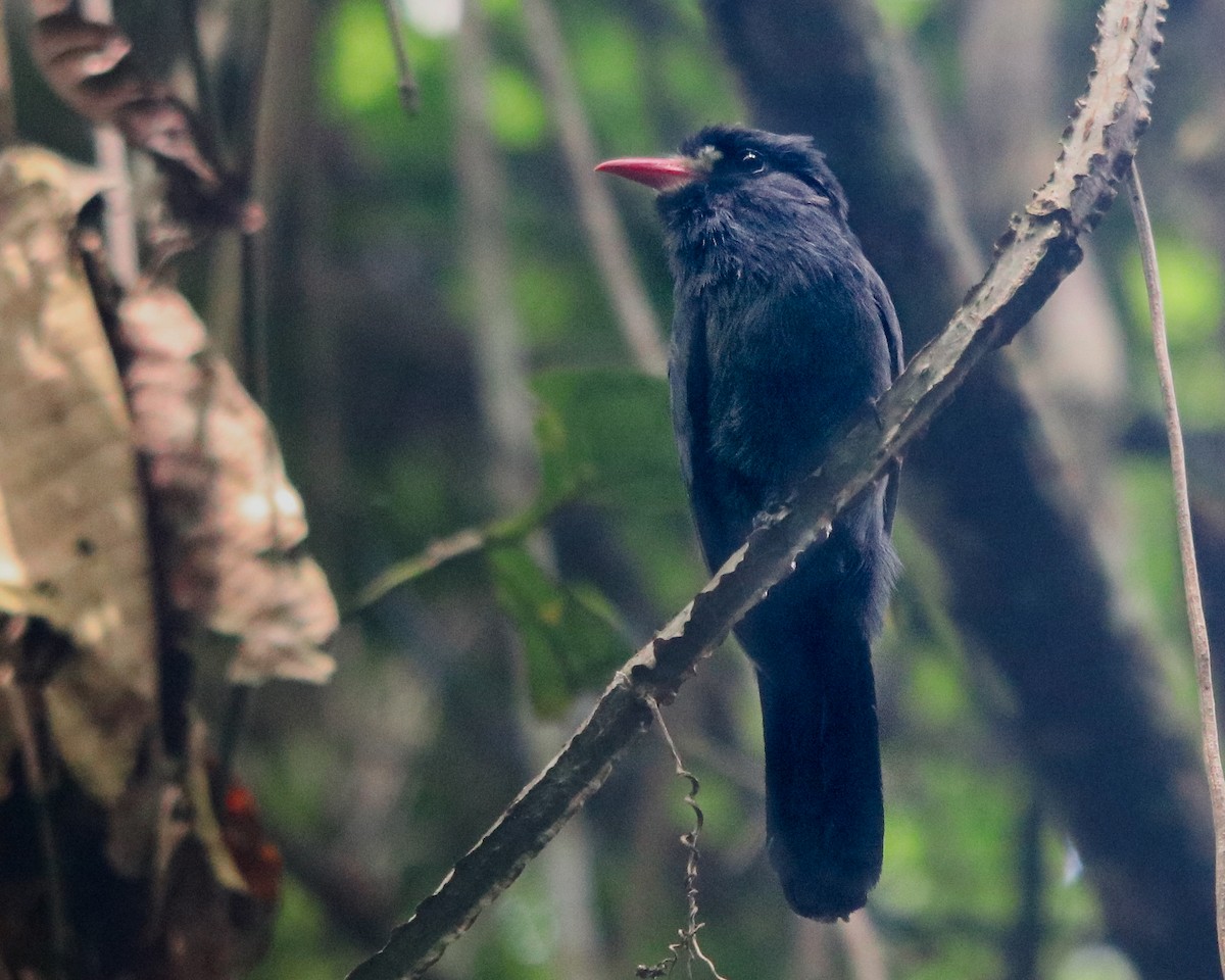 White-fronted Nunbird - ML621813248