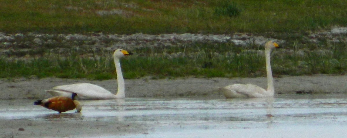 Whooper Swan - ML621813255