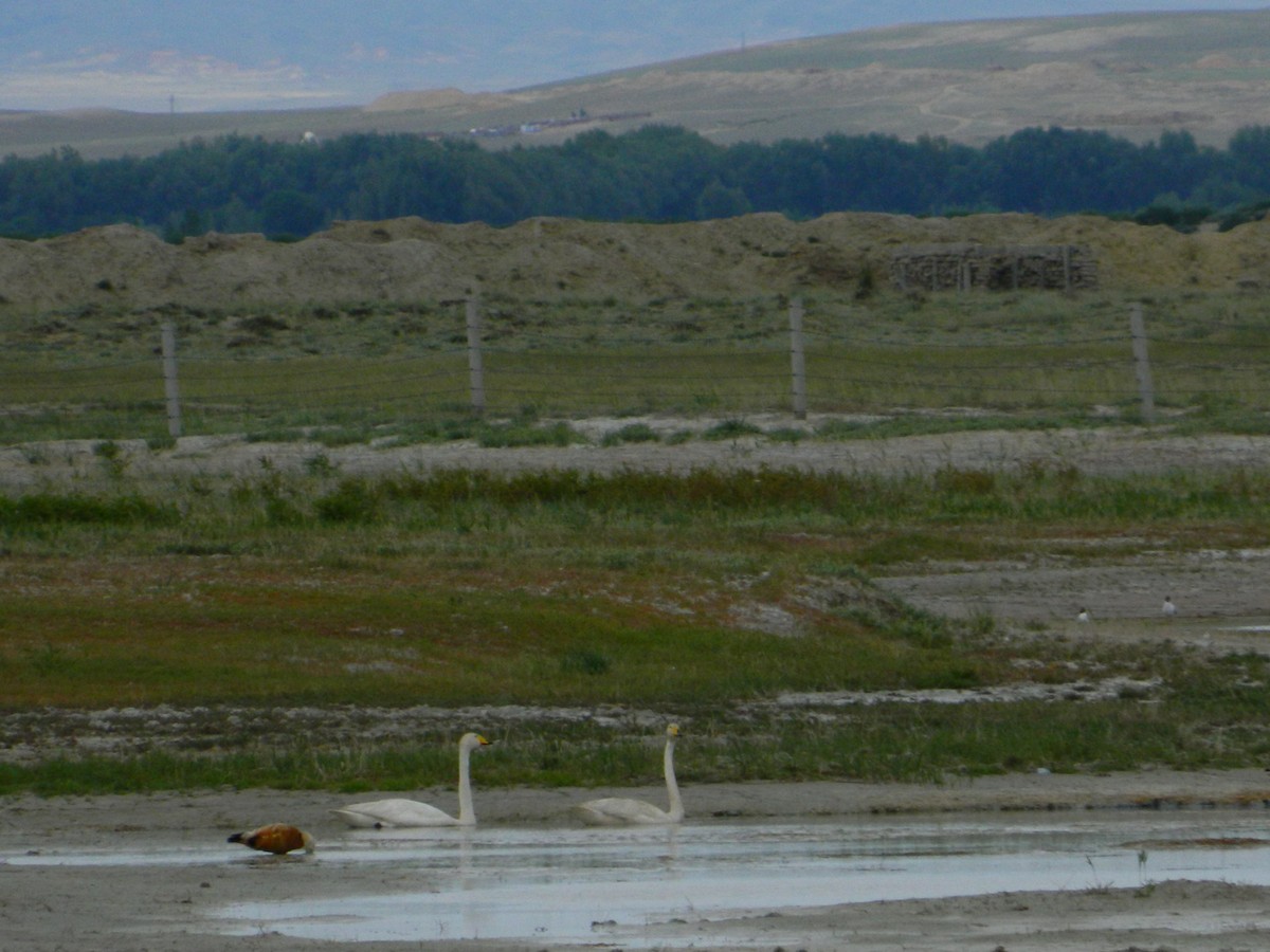 Whooper Swan - ML621813257