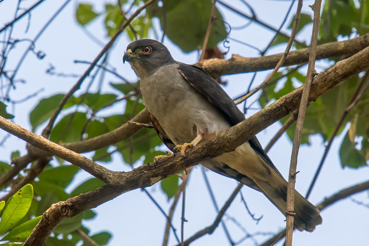 Rufous-thighed Kite - ML621813259