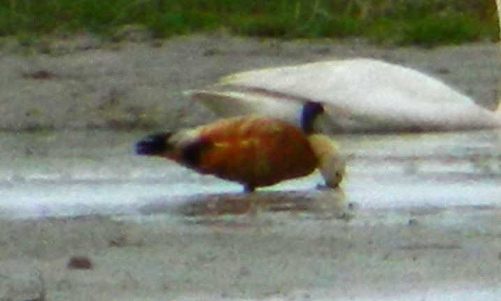 Ruddy Shelduck - ML621813260