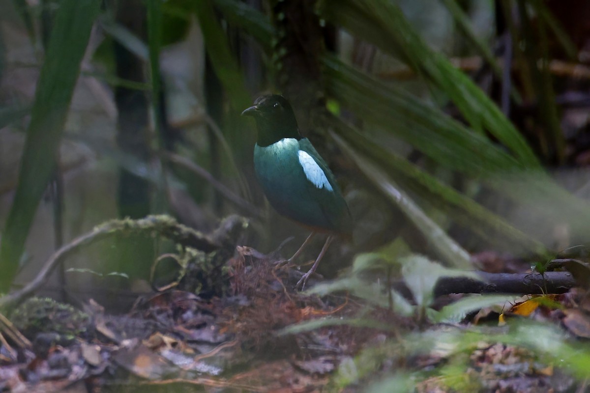 Eastern Hooded Pitta - ML621813290