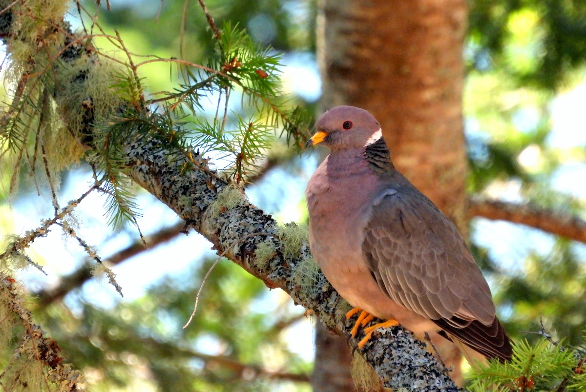 Band-tailed Pigeon - ML621813345