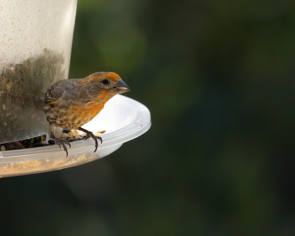 House Finch - ML621813362