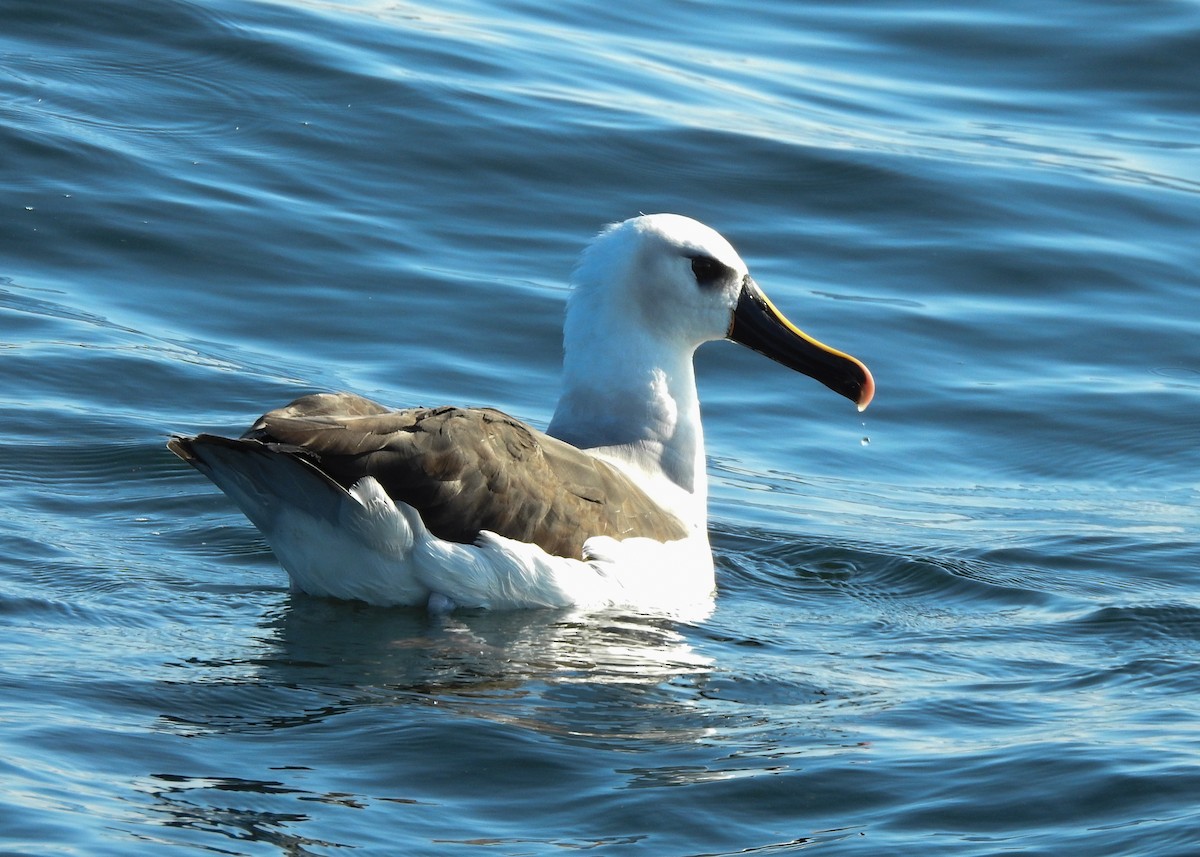 Atlantic Yellow-nosed Albatross - Carlos Otávio Gussoni