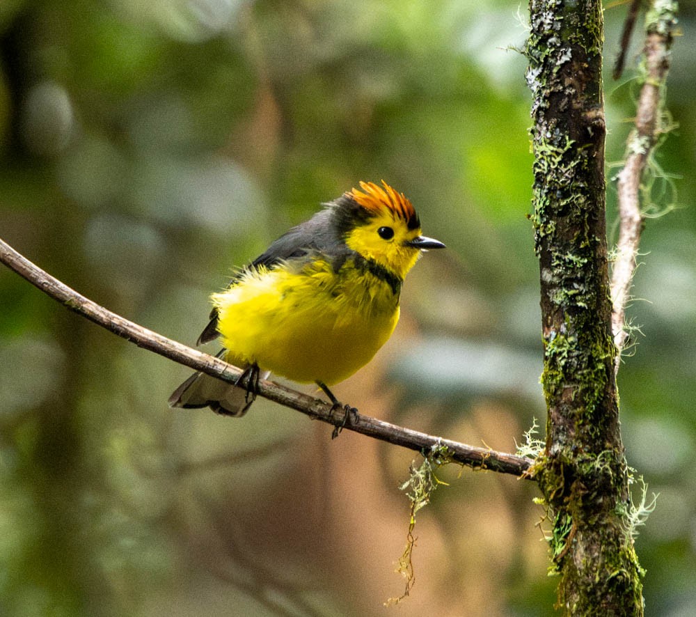 Collared Redstart - ML621813365