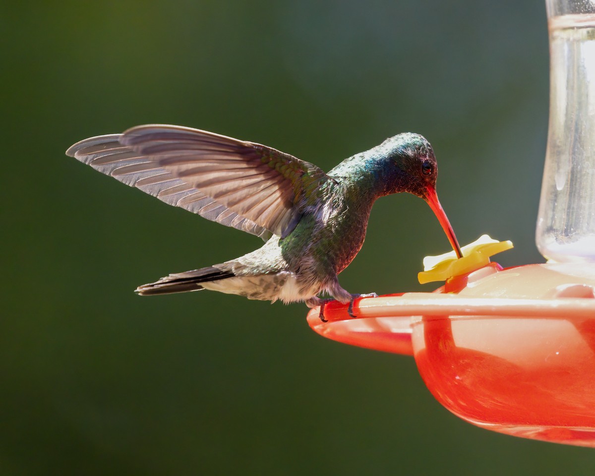 Broad-billed Hummingbird - ML621813366