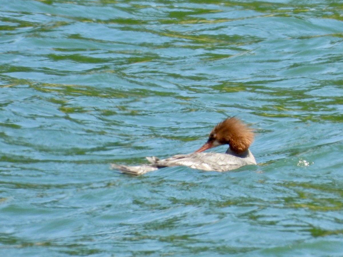 Common Merganser - ML621813368