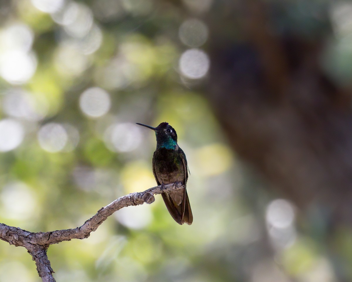 Rivoli's Hummingbird - ML621813381