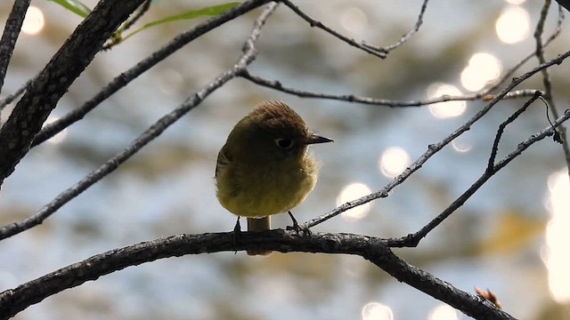 Western Flycatcher - ML621813382