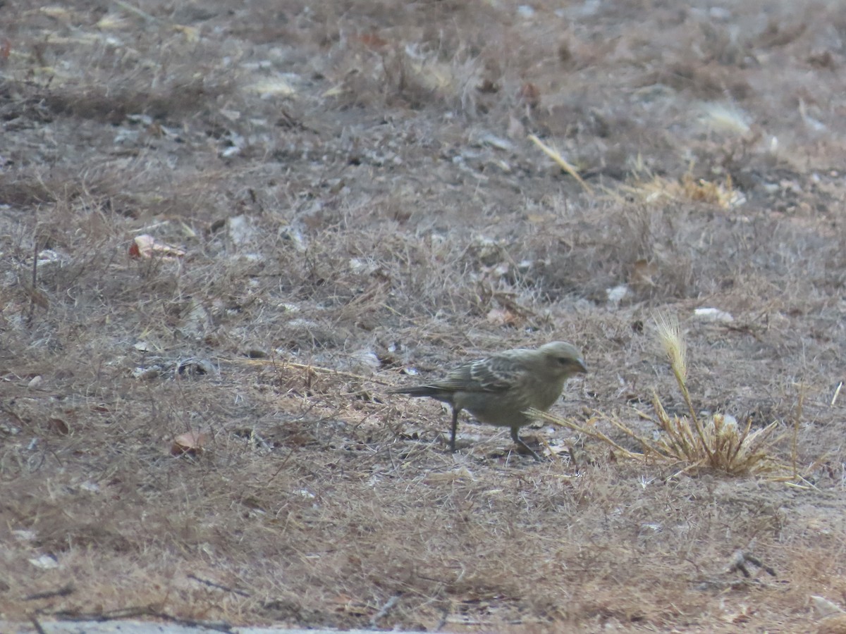 Brown-headed Cowbird - ML621813387