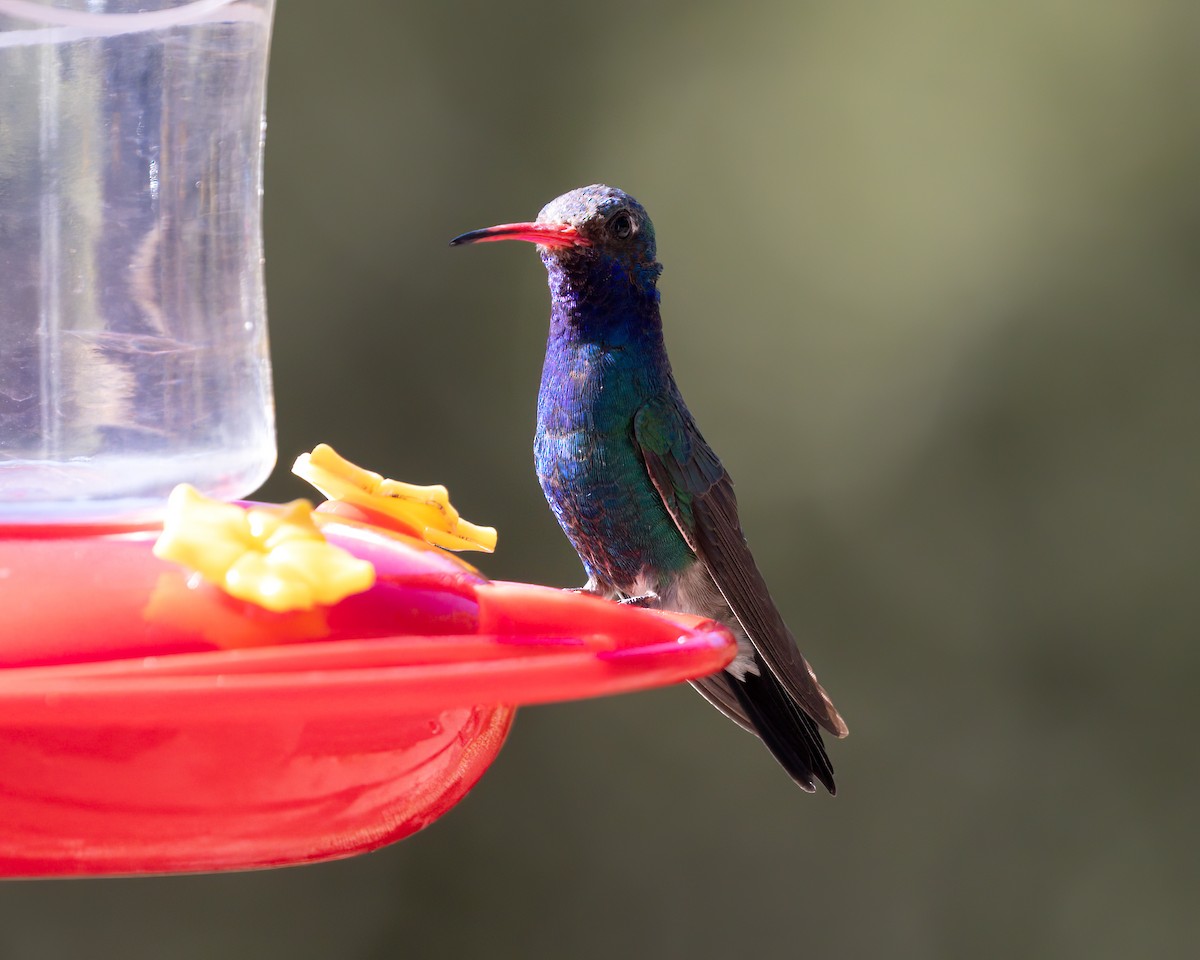 Broad-billed Hummingbird - ML621813395