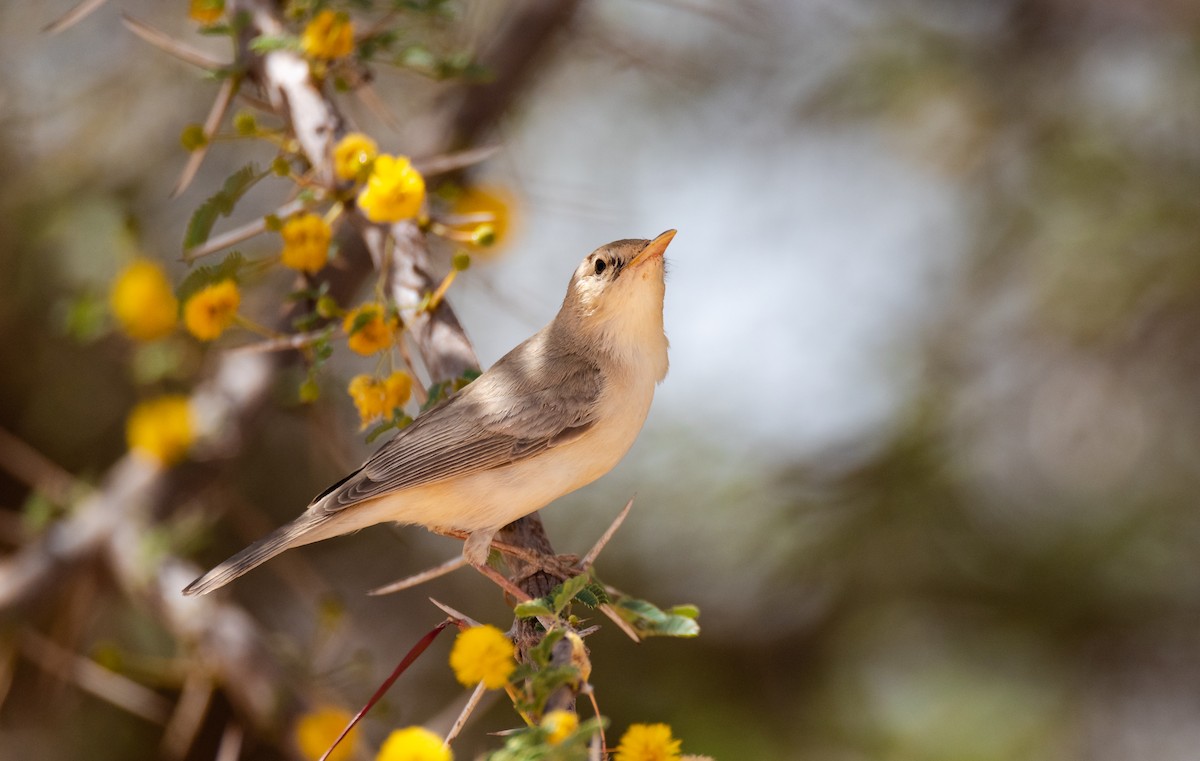 Western Olivaceous Warbler - Lucas Lombardo