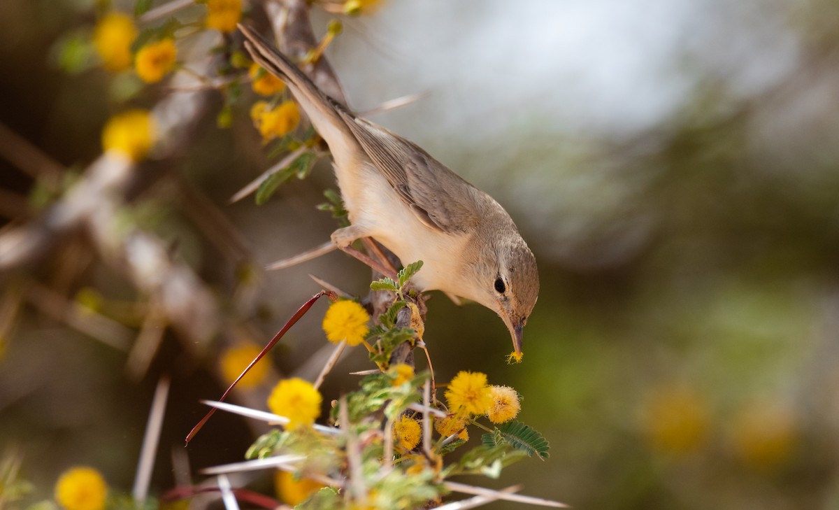 Western Olivaceous Warbler - ML621813399