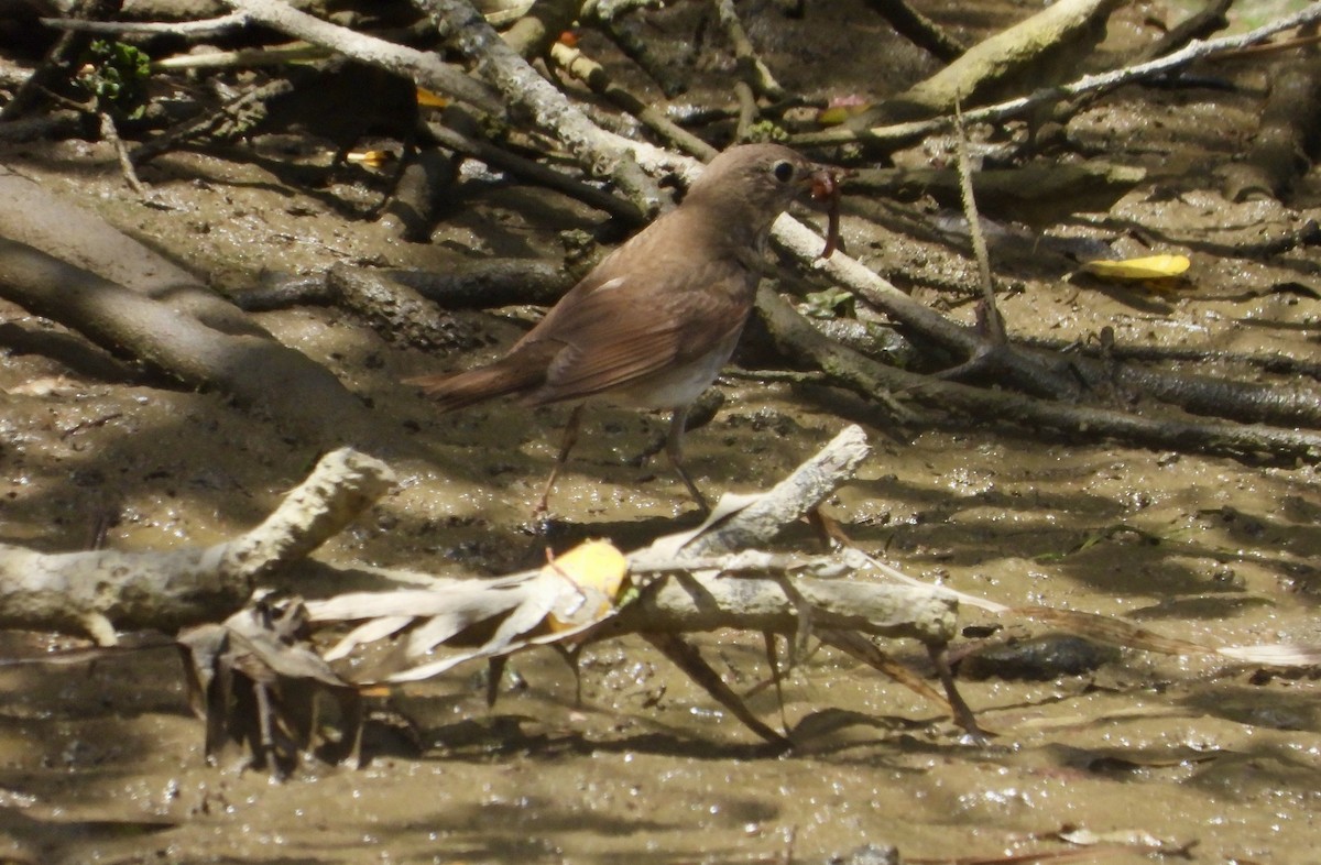 Swainson's Thrush - ML621813401