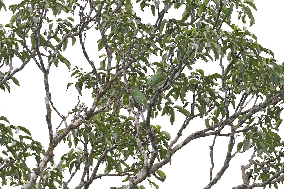 Orange-bellied Fruit-Dove - ML621813409
