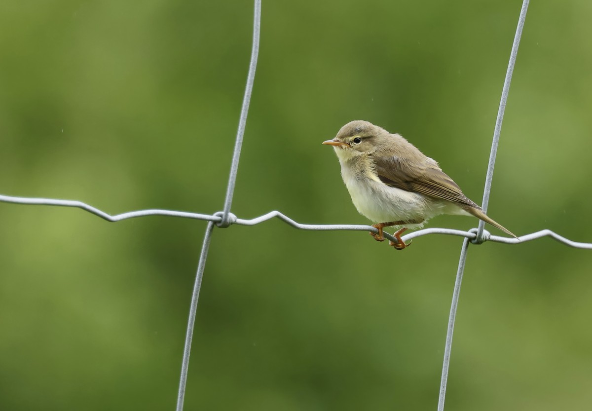 Willow Warbler - ML621813412