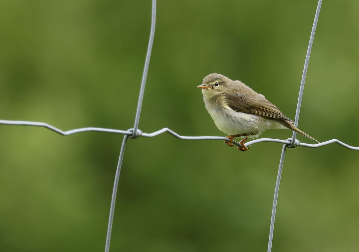 Willow Warbler - Grace Simms  🐦‍⬛