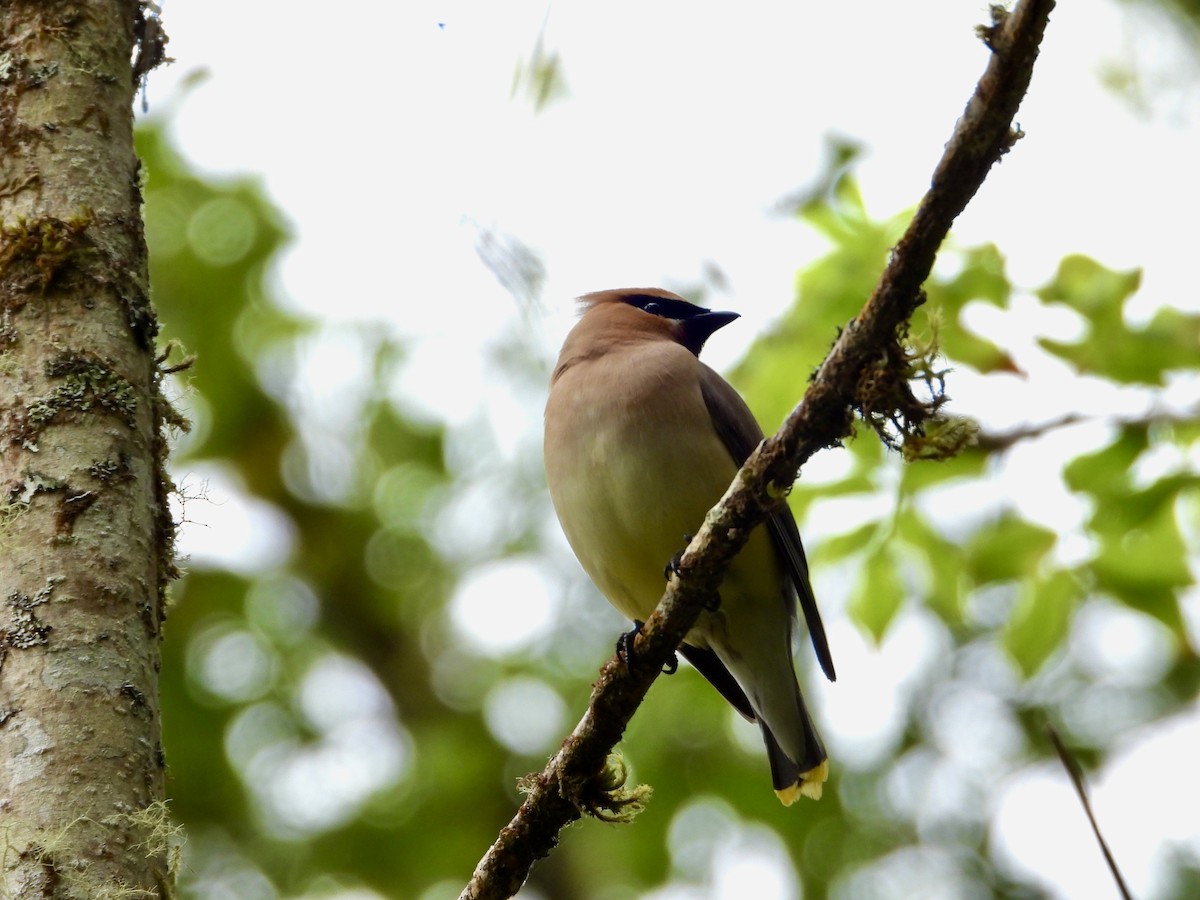 Cedar Waxwing - ML621813432