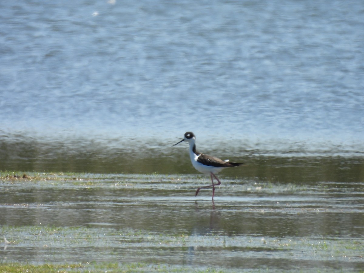 Cigüeñuela Cuellinegra - ML621813441