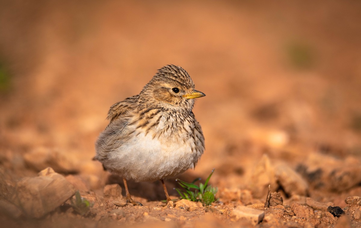 Mediterranean Short-toed Lark - ML621813450