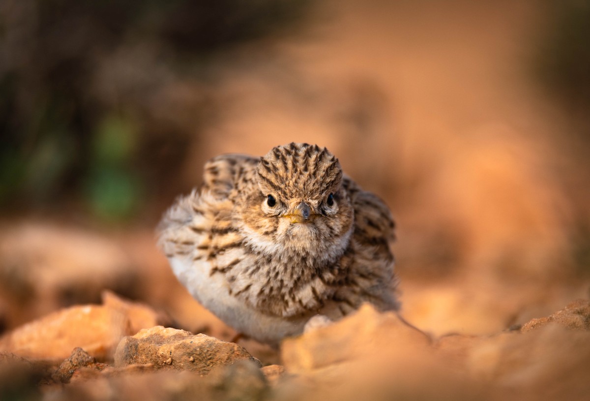 Mediterranean Short-toed Lark - ML621813452