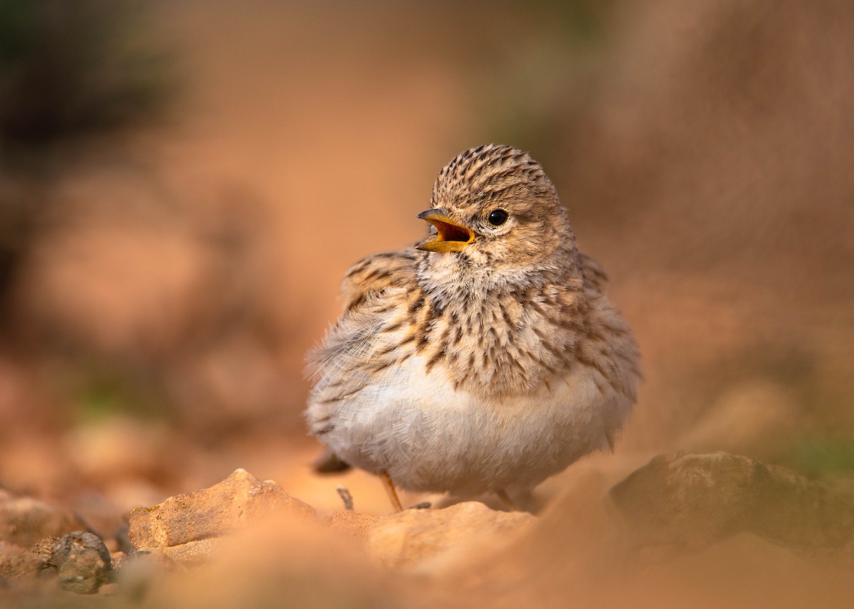 Mediterranean Short-toed Lark - ML621813453