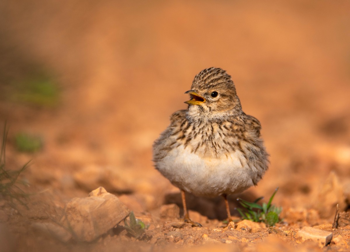 Mediterranean Short-toed Lark - ML621813454