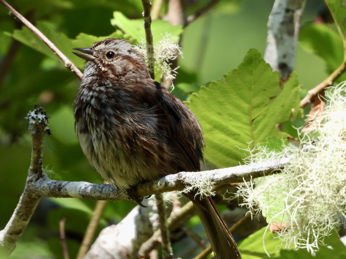 Song Sparrow - ML621813501