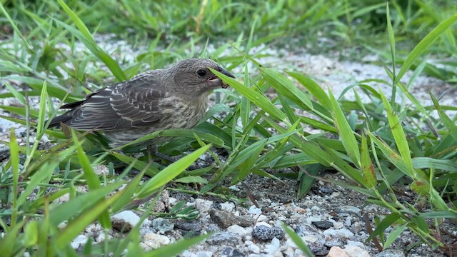 Brown-headed Cowbird - ML621813543