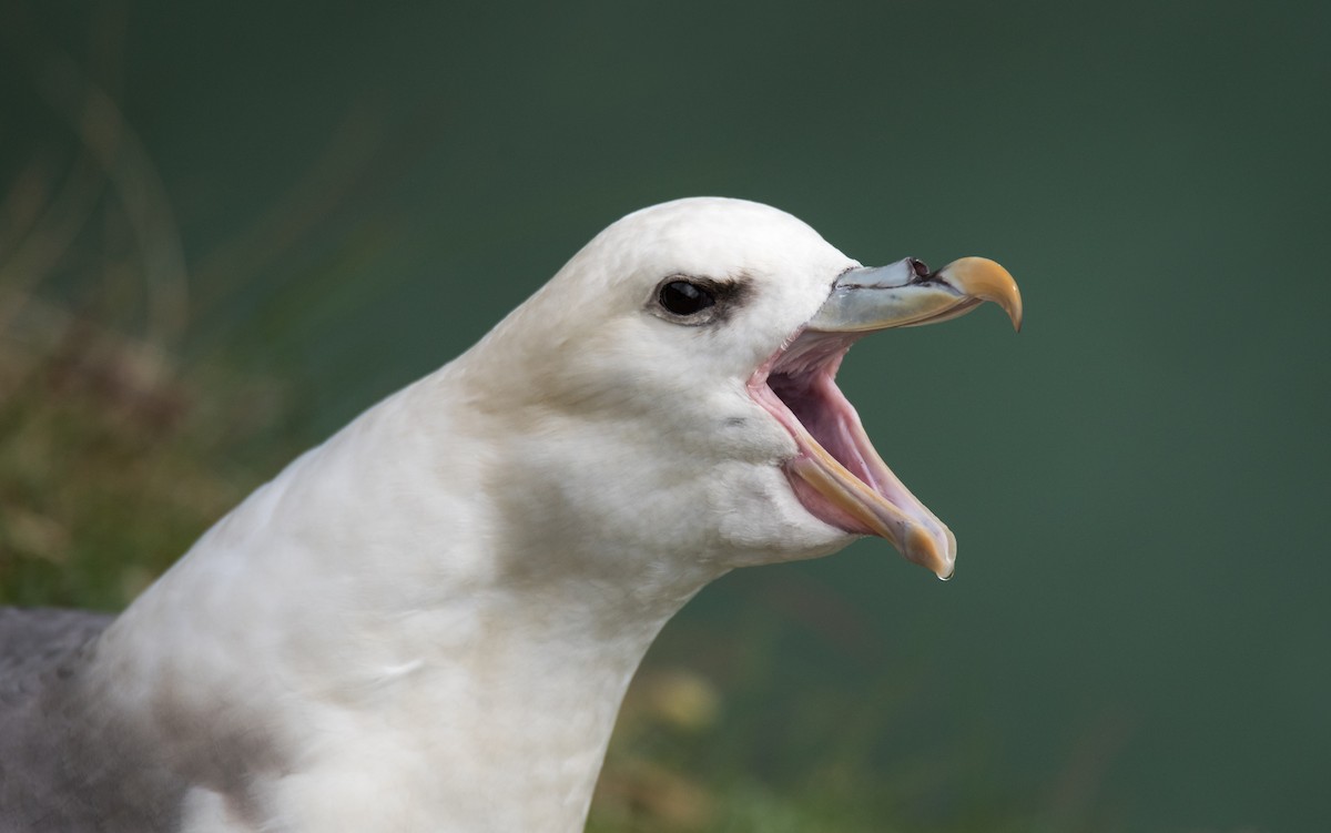 Northern Fulmar - ML621813547