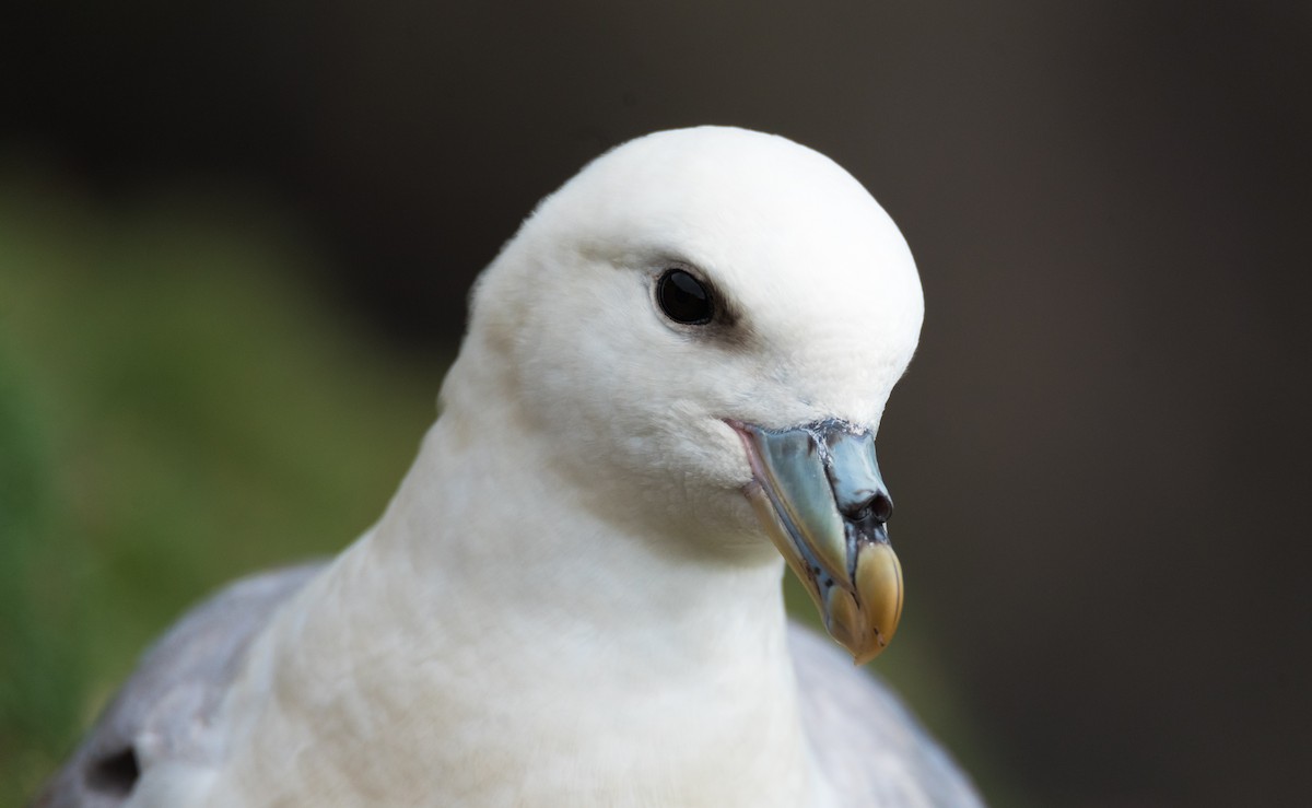 Northern Fulmar - ML621813552