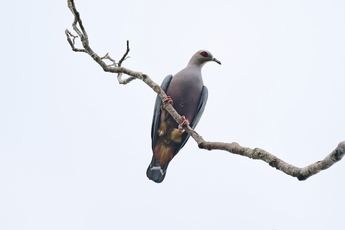 Pinon's Imperial-Pigeon - ML621813628